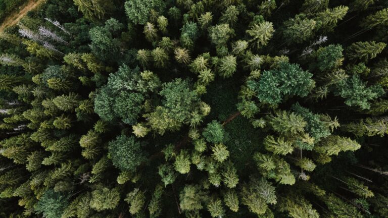 Presentamos el Bosque ACR